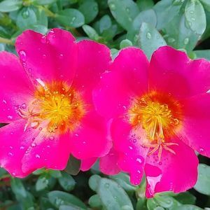 Meet your Posher, Teresa